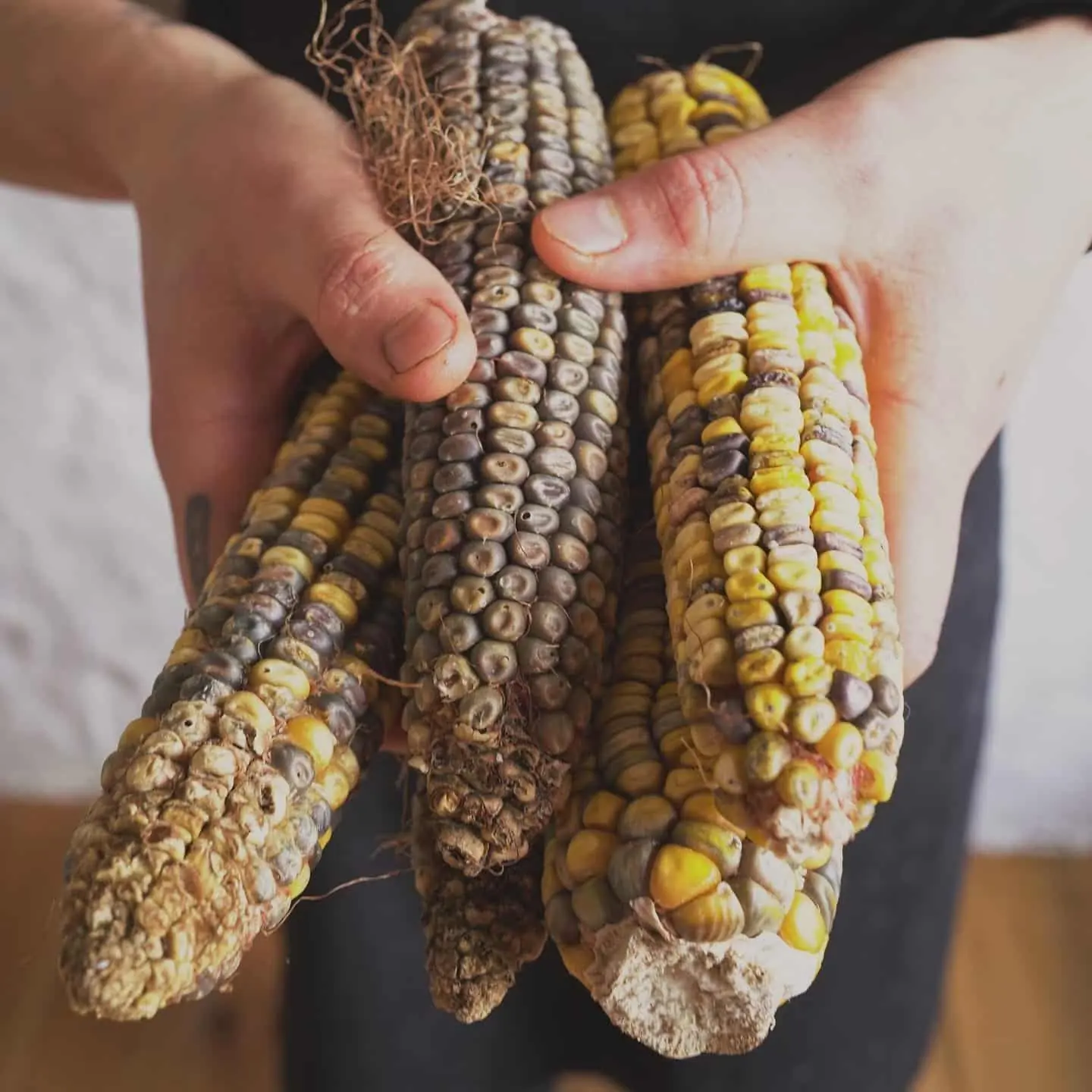 Știuleți de porumb vechi, cu boabe galbene și gri, ținuți în palme